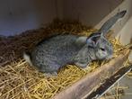 Vlaamse reus kleurslag: Chinchilla, Dieren en Toebehoren, Konijnen, Mannelijk, Groot, 0 tot 2 jaar