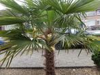 Palm Boompje Trachycarpus fortunei, Tuin en Terras, Minder dan 100 cm, Zomer, Palmboom, Ophalen
