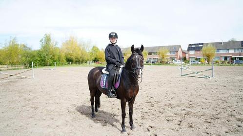 Men pony, Dieren en Toebehoren, Paarden en Pony's | Dekhengsten en Fokmerries, Merrie