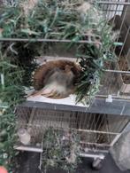mayor putter pop en vader barva, Dieren en Toebehoren, Vogels | Overige Vogels, Vrouwelijk, Wildzangvogel
