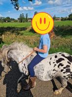 Prachtige Appaloosa merrie, Merrie, A pony (tot 1.17m), Onbeleerd, 11 jaar of ouder
