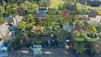 Vaste planten voor kleine prijzen, Ophalen, Zomer, Vaste plant, Overige soorten