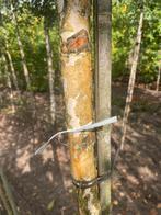 Xl berken en xl elzen  en xl Liquidambar en xl lironderon, Ophalen of Verzenden, Volle zon, Overige soorten