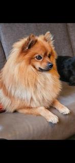 Lieve, leergierige Pomeriaan zoekt een gouden mandje, Dieren en Toebehoren, Honden | Poolhonden, Keeshonden en Oertypen, Eén hond