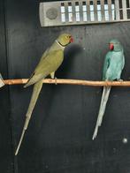 Halsbandparkiet | Aqua groen man x Blauwe pop, Meerdere dieren, Parkiet, Geringd