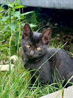 Prachtige zwarte kitten/9 weken/Europese korthaar, Poes, 0 tot 2 jaar