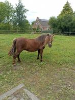 2 nsps shetland merries ., Dieren en Toebehoren, Pony's, Merrie, A pony (tot 1.17m), 3 tot 6 jaar, Recreatiepony