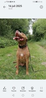 rednose pitbull, Dieren en Toebehoren, 6 jaar of ouder, Rabiës (hondsdolheid), Eén hond, Nederland