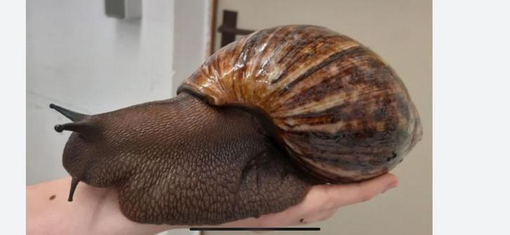 Archachatina marginata ovum ( grote soort ), Dieren en Toebehoren, Reptielen en Amfibieën, Overige soorten, 0 tot 2 jaar