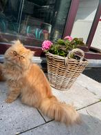 Perziche poes met stamboom, Poes, Gechipt, 3 tot 5 jaar