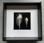 Korting Murex pecten schelpen in zwarte lijst 23 x 23 cm, Verzamelen, Ophalen of Verzenden, Schelp(en)
