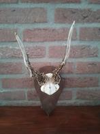 Ree gewei op houten schild, Verzamelen, Dierenverzamelingen, Ophalen of Verzenden, Hert, Gewei of Kop