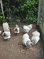 Wyandotte Columbia krielen, Meerdere dieren, Kip