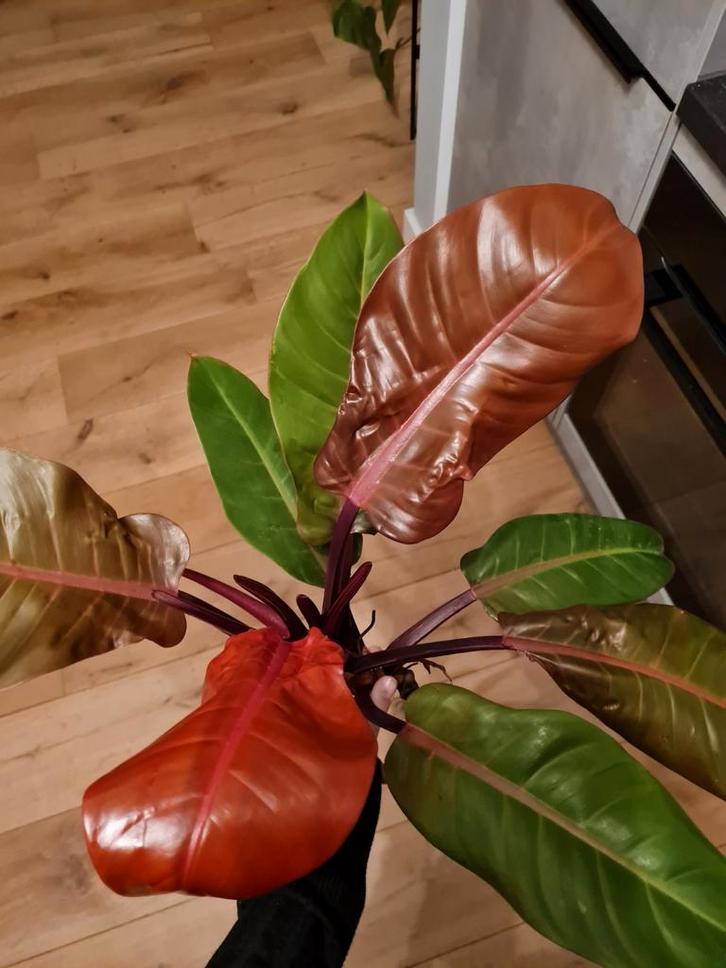 Philodendron Prince of Orange stek, kamerplant, Huis en Inrichting, Kamerplanten, Minder dan 100 cm, Halfschaduw, Ophalen of Verzenden