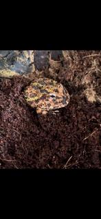 Pacman kikker, Dieren en Toebehoren, Reptielen en Amfibieën, Hagedis, 0 tot 2 jaar