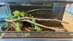 Terrarium 100x40x40 (ingericht/ compleet), Dieren en Toebehoren, Ophalen, Terrarium of Paludarium