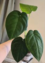 Syngonium Chiapense, Ophalen of Verzenden, Overige soorten, Minder dan 100 cm