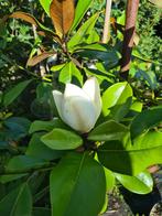 Magnolia Grandiflora Double de Nantais groenblijvend, Ophalen of Verzenden, Overige soorten, Struik, 100 tot 250 cm