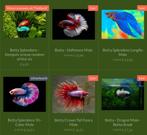 Prachtige import Betta vissen!, Vis