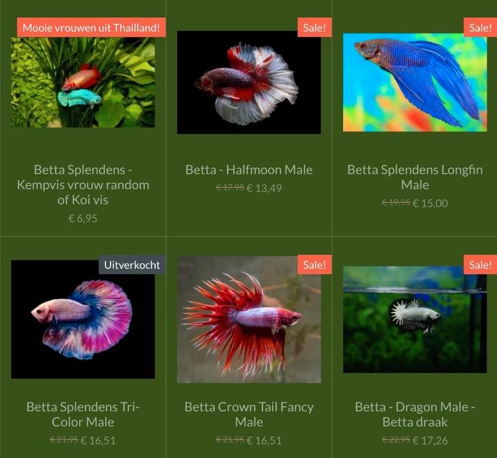 Prachtige import Betta vissen!, Dieren en Toebehoren, Vissen | Aquariumvissen, Vis