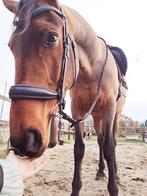 Superlief recreatiepaard - halve stal/full lease/adoptie, Dieren en Toebehoren, Paarden, Ruin, 160 tot 165 cm, 11 jaar of ouder
