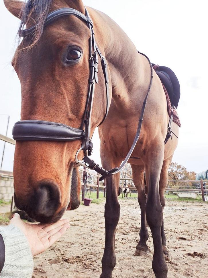 Superlief recreatiepaard - halve stal/full lease/adoptie, Dieren en Toebehoren, Paarden, Ruin, 160 tot 165 cm, 11 jaar of ouder