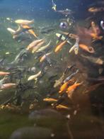Koi karper mix te koop 7 euro per stuk, Dieren en Toebehoren, Karper of Koi