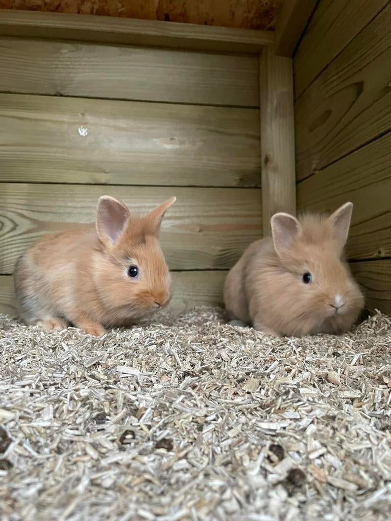 Vakantie oppas gezocht voor konijnen, Oppas