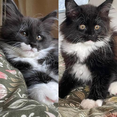 Verhuisklaar! 2 Maine Coon poesjes met stamboom, Dieren en Toebehoren, Katten en Kittens | Raskatten | Langhaar, Poes, 0 tot 2 jaar