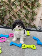 Cavapoo, Rabiës (hondsdolheid), Overige rassen, 8 tot 15 weken, Meerdere