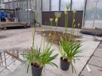 Agapanthus blauw, Ophalen, Zomer, Overige soorten, Volle zon
