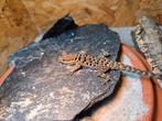Quedenfeldtia moerens, Hagedis, 3 tot 6 jaar