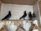 21 prachtige postduiven, Dieren en Toebehoren, Meerdere dieren, Postduif