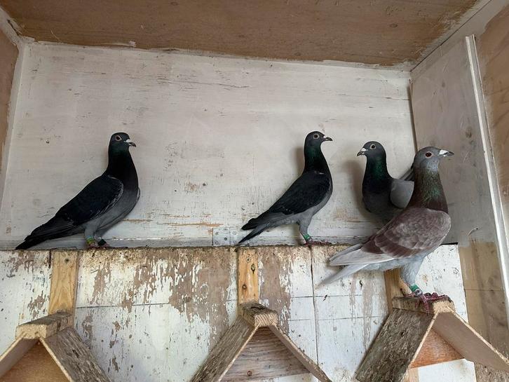 21 prachtige postduiven, Dieren en Toebehoren, Vogels | Duiven, Postduif, Meerdere dieren