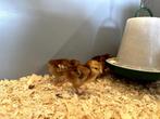 Rhode Island red kriel kuikens hennetjes, gesekst en ingeënt, Dieren en Toebehoren, Pluimvee, Vrouwelijk, Kip