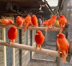 Gezocht verschillende soorten vogels, Dieren en Toebehoren, Meerdere dieren, Kleurkanarie