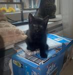 Super mooie halve britse korthaar kittens !nog 1 over, Dieren en Toebehoren, Katten en Kittens | Raskatten | Korthaar, Ontwormd