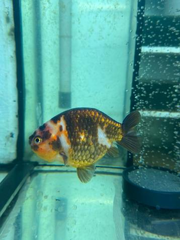 Fancy goldfish Rancu buffelrug HQ beschikbaar voor biedingen