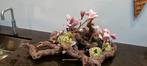 Druiven takken en kunstbloemen, Antiek en Kunst, Curiosa en Brocante, Ophalen