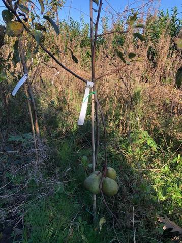 Fruitbomen te koop beschikbaar voor biedingen