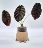 Alocasia Cuprea 'Red Secret', Ophalen of Verzenden, Overige soorten, Minder dan 100 cm
