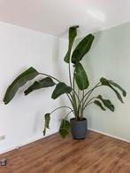 Strelitzia Nicolai XL, Ophalen, 200 cm of meer, Overige soorten, In pot