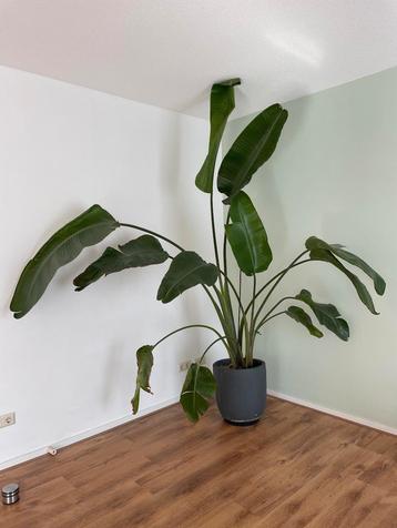 Strelitzia Nicolai XL beschikbaar voor biedingen