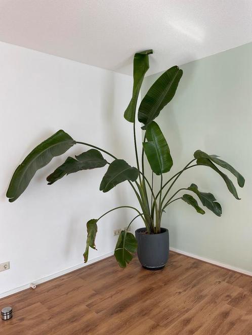 Strelitzia Nicolai XL, Huis en Inrichting, Kamerplanten, Overige soorten, 200 cm of meer, Groene kamerplant, In pot, Ophalen