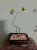 Bodhiboom Bonsai - Ficus Religiosa, Ophalen, Minder dan 100 cm