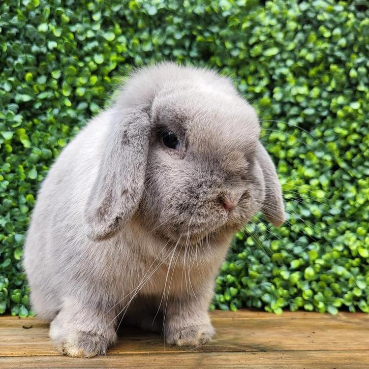 Raszuivere minilop hangoor dwerg konijn voedster, ingeënt, Dieren en Toebehoren, Konijnen, Dwerg, Vrouwelijk, 0 tot 2 jaar, Hangoor
