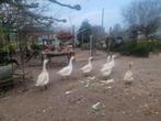 ganzen mannetjes, Dieren en Toebehoren, Pluimvee, Mannelijk, Gans of Zwaan