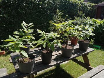 Tamme kastanje planten te koop beschikbaar voor biedingen