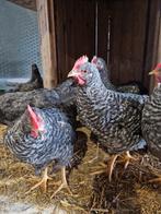 Jonge easter egger hanen kleurleggers, Dieren en Toebehoren, Mannelijk, Kip