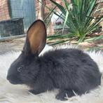 Duitse Reus, Dieren en Toebehoren, Konijnen, Mannelijk, Groot, 0 tot 2 jaar